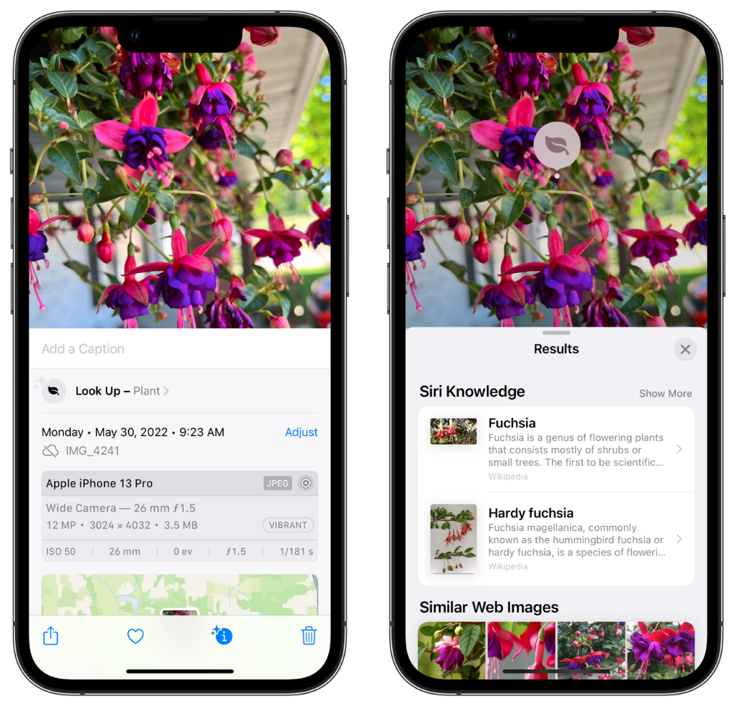 广华办事处苹果手机维修分享小技巧：使用 iPhone 相机识别花卉植物 